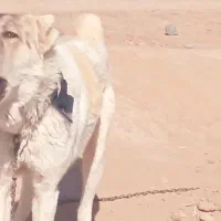 سگ پانزده ماهه|سگ|مشهد, هنرستان|دیوار