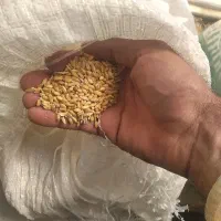 گندم