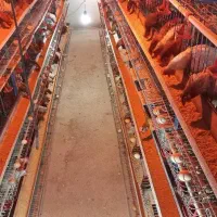 فروش لوازم مرغداری