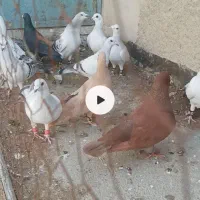 کرمانی ورنگه