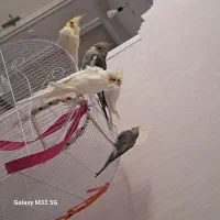 پرنده