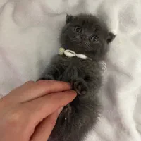 بچه گربه اصیل|گربه|مشهد, فدک|دیوار