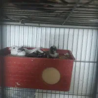 فنچ بنگالی