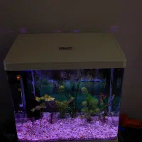 اکواریوم شرکتی و ماهی