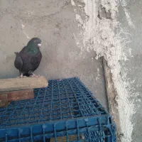 کبوترپر|پرنده|سامان, |دیوار