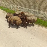پنج عدد میش با بره