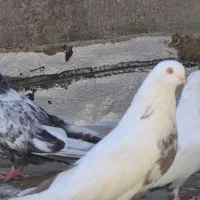 کبوتر دمبی|پرنده|میانه, |دیوار