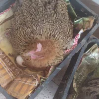 فروش مرغ کرک محلی اصل