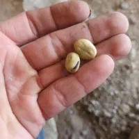 باقالی درجه یک|خوردنی و آشامیدنی|هریس, |دیوار