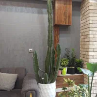 فروش کاکتوس