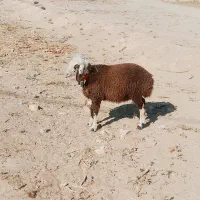 بره ماده|حیوانات مزرعه|بردسکن, |دیوار