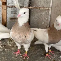 30 تا طوقی|پرنده|شیراز, کفترک|دیوار