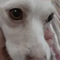 واگذاری کرج باغستان