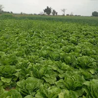 کاهو درجه یک بشرط