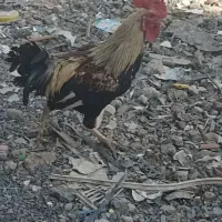خروس فروشی