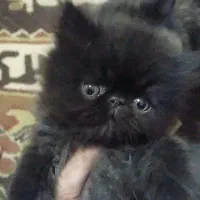 گربه پرشین مصری|گربه|مشهد, کشف|دیوار