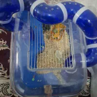 همستر و قفس آکواریومی