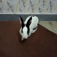 باسلام‌فروش‌خرگوش‌|موش و خرگوش|شیراز, گویم|دیوار