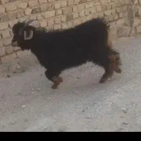 بز غاله نر  برای قربانی‌