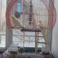 عروس هلندی همراه قفس