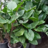 بابا آدم تنه قرمز،تنه سز،برگ قلبی