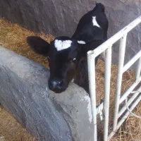 گوساله ماده شیری|حیوانات مزرعه|شهرضا, |دیوار