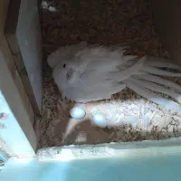 جفت مولد روی تخم و عروس دستی