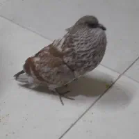 کبوتر شامی. ویک کبوتر بادکنکی|پرنده|مشهد, بهمن|دیوار