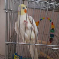 طوطی عروس نر|پرنده|قزوین, |دیوار