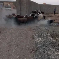 بسم الله فروش قوچ و میش های اصیل شال