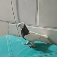 کفتر|پرنده|قم, هفت تیر|دیوار