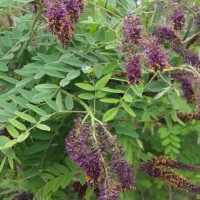 درخت نهال اقاقیا ۴تا۸متر ارتفاع مقاوم کم آبی وگرما|خدمات باغبانی و درختکاری|مشهد, سپاد|دیوار