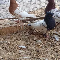 1000 یک میلون تومان