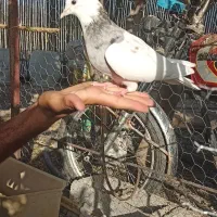 کبوتر