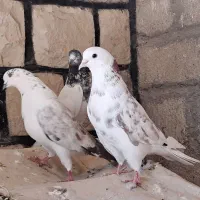 ۱۰ عدد پرشی و پلاکی