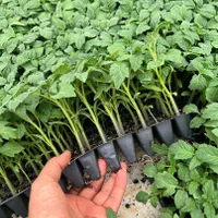 استخدام نیرو کارگر گلخانه
