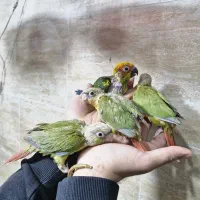 گیرینچیک و خورشیدی