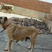 ماده سرابی اصیل