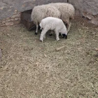 بز  میش|حیوانات مزرعه|جلگه ماژان, |دیوار