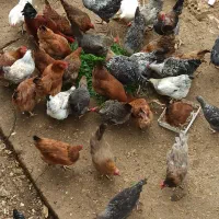 مرغ و خروس آمروک و گلپایگان