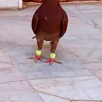 کبوتر سرخ نر وماده زرد کرمونی