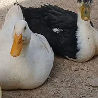نداشتن جا