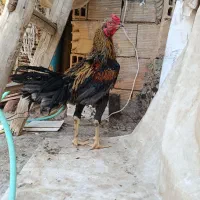 جوجه لاری زیرسال دونگ بالا