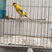 قناری نر|پرنده|اصفهان, کلمان|دیوار