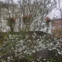 310مترزمین مسکونی(چهاردیواری)سندتک برگ