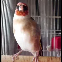 سهره و جوجه سهره|پرنده|شیراز, آبیاری|دیوار