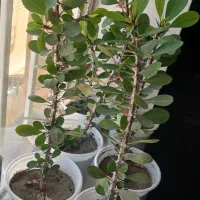 گل خانگی|گل و گیاه طبیعی|سنندج, |دیوار