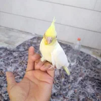 یک عدد عروس فروشی