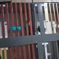 تخم لاری به شرط