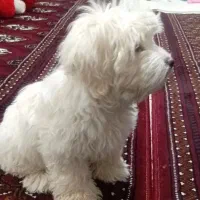 سگ پاکوتاه  شیتزو